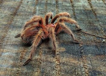 Montserrat tarantulas bred in world first – BBC