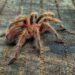 Montserrat tarantulas bred in world first – BBC