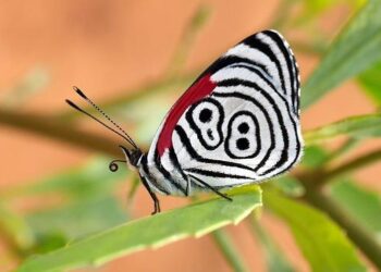 USMNT vs Bolivia live updates: United States start Copa America campaign with assured 2-0 win – The New York Times