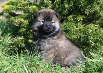 US Travel Alert as Dangerously Powerful Tornado Slams Iowa, Missouri, Ontario, Alabama, Florida, Arkansas, Kentucky, Flights Cancellation, Rail Delay and Chaos, What You Need to Know – Travel And Tour World