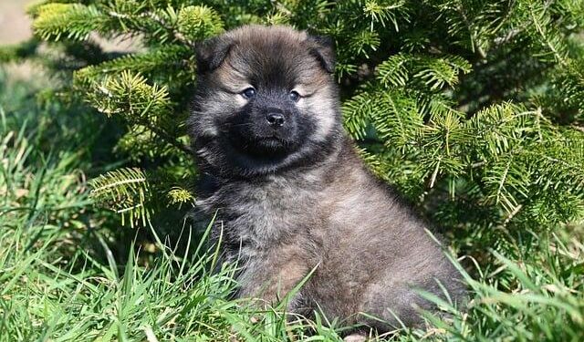 US Travel Alert as Dangerously Powerful Tornado Slams Iowa, Missouri, Ontario, Alabama, Florida, Arkansas, Kentucky, Flights Cancellation, Rail Delay and Chaos, What You Need to Know – Travel And Tour World