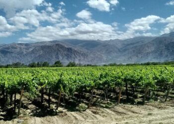 The Argentina team hoping for Copa America glory: The GOAT, the showman, the young stars – The New York Times