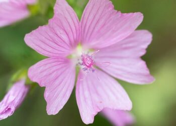 Tech-utopian, conspiracist and apartheid fan: Elon Musk’s grandpa was shaped by Canadian politics – CBC.ca