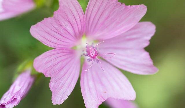 Tech-utopian, conspiracist and apartheid fan: Elon Musk’s grandpa was shaped by Canadian politics – CBC.ca