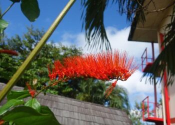 Equinor exits Suriname – report – Upstream Online