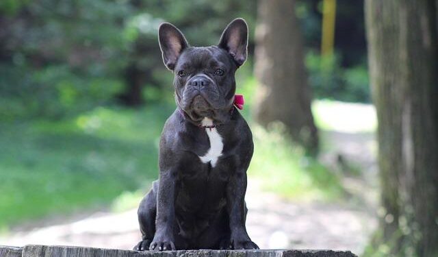 French Guiana opens public comment on environmental impact of multi-launcher site; bats and frogs in the limelight – Space Intel Report