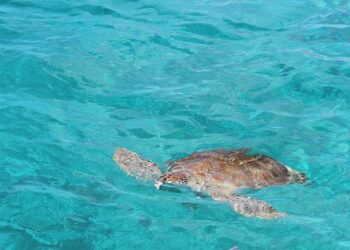 Firestorm brews in the Caribbean over giving more power to UK over British Virgin Islands – Miami Herald