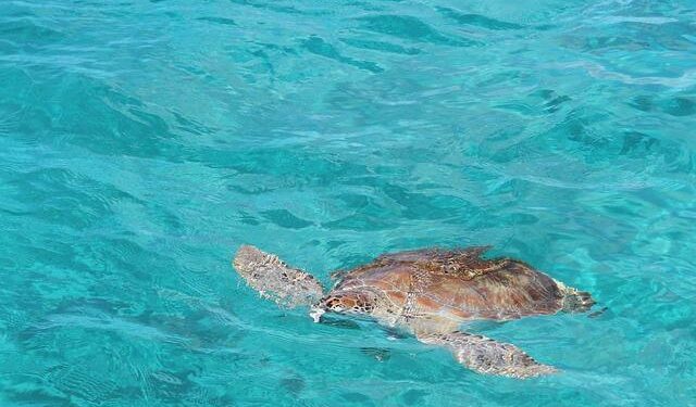 Firestorm brews in the Caribbean over giving more power to UK over British Virgin Islands – Miami Herald