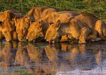 Delta celebrates decades of connection to Montego Bay, Bermuda and St. Lucia – Delta News Hub