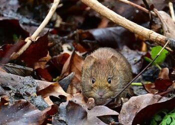 EXIM Bank of the U.S. Signs $800 Million Memoranda of Understanding with Barbados and Saint Kitts and Nevis – US Embassy in Barbados