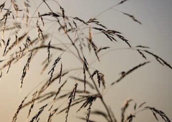 Ayana E. Johnson (1980- ) – Blackpast