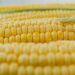 Corn Acreage in South America: Stable in Brazil, Sharp Decline in Argentina – Successful Farming