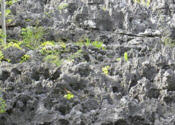 Family of U.S. student jailed in Cayman Islands for violating COVID-19 rules calls on Trump to intervene – CBS News