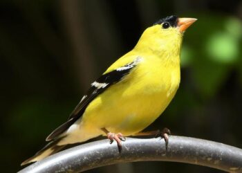 WATCH: American tourists airlifted after high-speed zipline collision in Virgin Islands – WPEC
