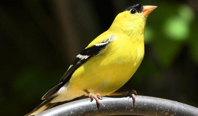 WATCH: American tourists airlifted after high-speed zipline collision in Virgin Islands – WPEC