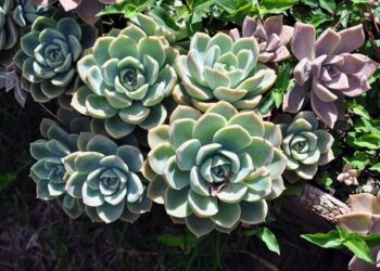 Dengue On The Rise In The Caribbean, Latin America – St. Lucia Times Online News