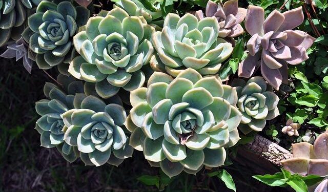 Dengue On The Rise In The Caribbean, Latin America – St. Lucia Times Online News