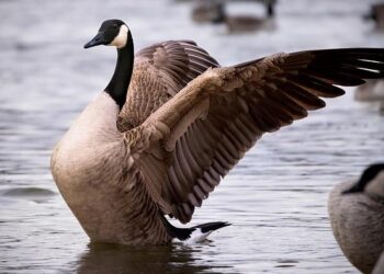 Tariffs may accelerate Canadian lumber industry’s southward shift, hunt for new markets – Reuters Canada