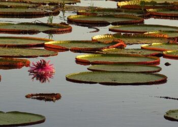 Guyana Takes Strategic Steps to Ensure Long-Term Success of Health Sector – World Bank Group