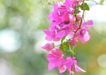 Trinidad and Tobago Trump supporters to host US election watch party – TT Newsday