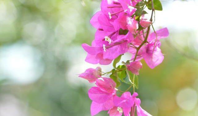 Trinidad and Tobago Trump supporters to host US election watch party – TT Newsday