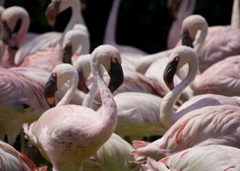 Lesser Antilles Medical Assistance Team 24: Second Year US Partnership with St. Lucia – Dialogo-Americas.com