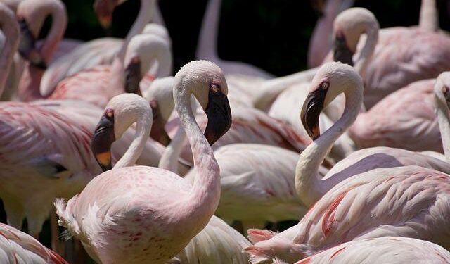 Lesser Antilles Medical Assistance Team 24: Second Year US Partnership with St. Lucia – Dialogo-Americas.com