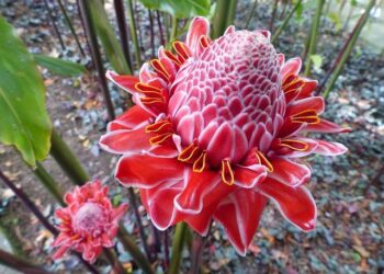 Martinique – Pan American Health Organization