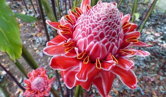 Martinique – Pan American Health Organization