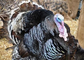 Thanksgiving turkeys airdropped to remote Alaska homes – BBC.com