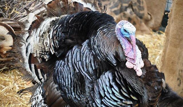 Thanksgiving turkeys airdropped to remote Alaska homes – BBC.com