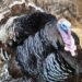 Thanksgiving turkeys airdropped to remote Alaska homes – BBC.com