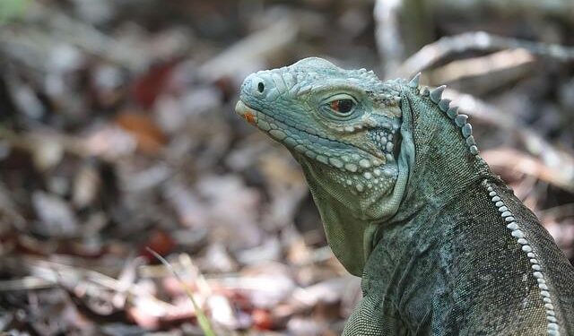 Cayman Islands public sector workers to receive US$2,000 Christmas bonus – Jamaica Observer