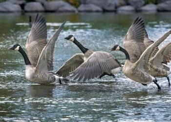 Opinion | Canadians Know Americans. They Don’t Want to Be One. – The New York Times