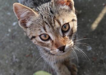 Moment Bahamas MP throws ceremonial mace out parliament window – BBC.com