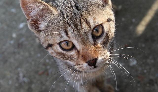 Moment Bahamas MP throws ceremonial mace out parliament window – BBC.com