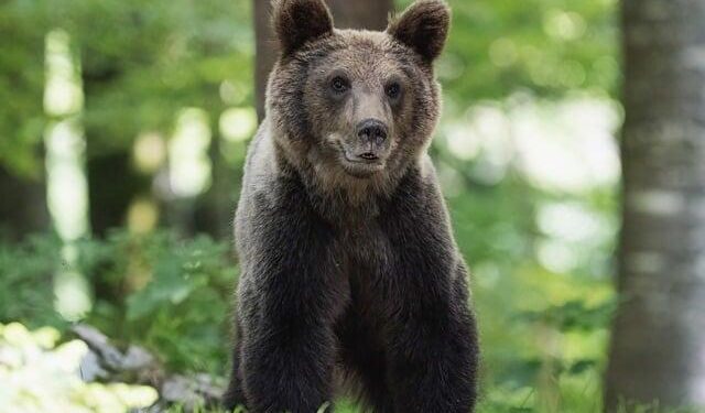 Wild animals are disappearing in Latin America. Colombia is fighting back. – The Christian Science Monitor