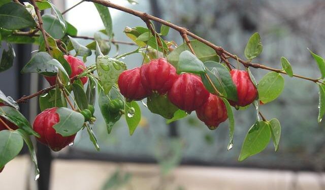 Suriname readying bond issue for US$2.6bn upstream contribution – BNamericas English