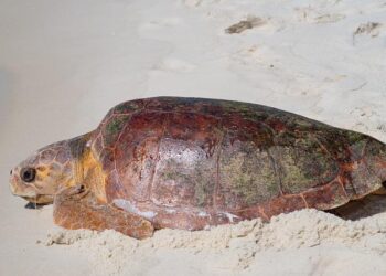 Bristling at ‘Gulf of Mexico’ name change on maps, Mexico says it might sue Google – The Associated Press