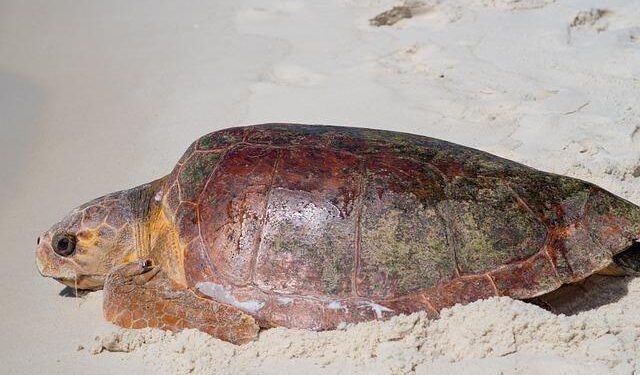 Bristling at ‘Gulf of Mexico’ name change on maps, Mexico says it might sue Google – The Associated Press