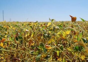 Record Soybean Harvest in South America and Favorable Outlook for Exports – Successful Farming