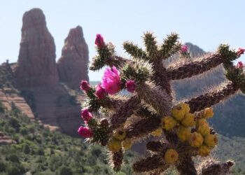 District of Arizona getting new US attorney under Trump – KTAR.com