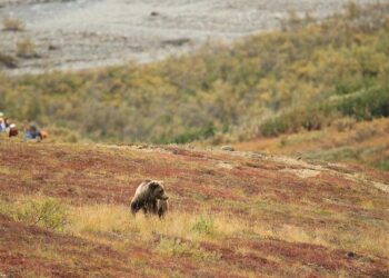 Trump order seeks to change the name of North America’s tallest peak from Denali to Mount McKinley – The Associated Press
