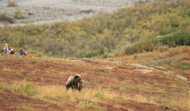 Trump order seeks to change the name of North America’s tallest peak from Denali to Mount McKinley – The Associated Press
