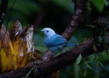 USA vs. Costa Rica: Irish eyes will also be on Jack McGlynn – Soccer America