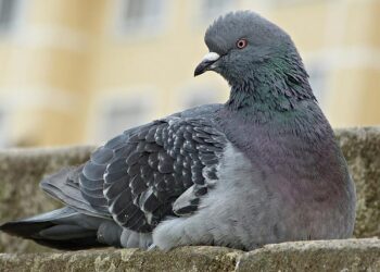 Bird flu’s rapid spread prompts California to declare a state of emergency – USA TODAY