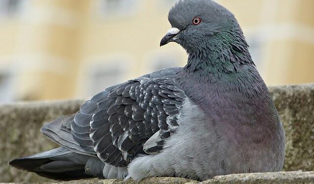 Bird flu’s rapid spread prompts California to declare a state of emergency – USA TODAY