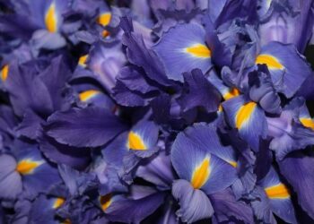 Mexico vs. Jamaica – Final Score – June 22, 2024 – FOX Sports