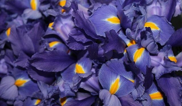 Mexico vs. Jamaica – Final Score – June 22, 2024 – FOX Sports