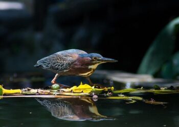 El Salvador to accept US deportees of any nationality, as well as imprisoned Americans, in unprecedented deal – WKOW